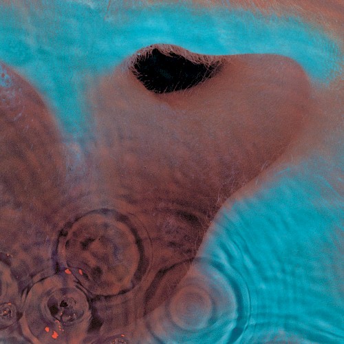 Portada de Meddle